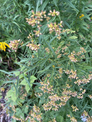 flat-topped goldenrod