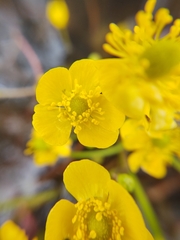 Ranunculus flabellaris