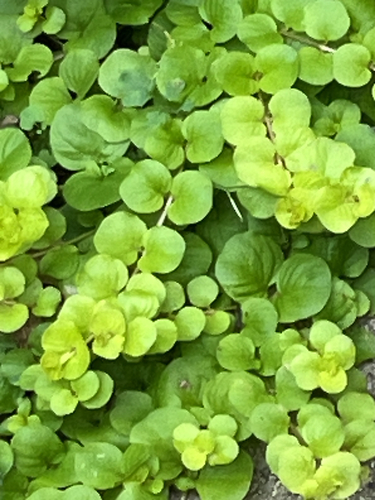 creeping Jenny