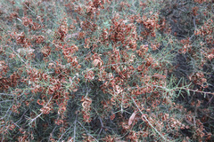 Acacia colletioides