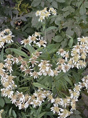 flat-top white aster