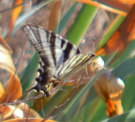 Iberian Scarce Swallowtail