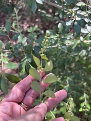 Ligustrum quihoui, photograph (c) Sam Kieschnick, some rights reserved (CC BY)