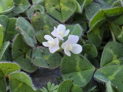 (c) nicnation, some rights reserved (CC BY) Trifolium subterraneum, photograph (c) nicnation, some rights reserved (CC BY)