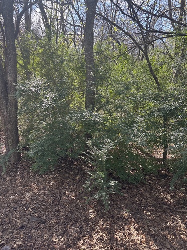 Ligustrum quihoui, photograph 4