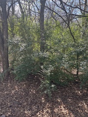 Ligustrum quihoui, photograph (c) Sam Kieschnick, some rights reserved (CC BY)