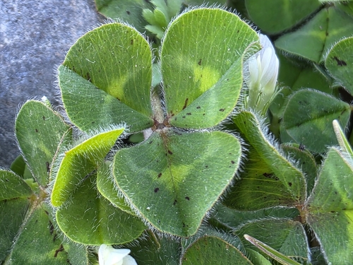 Trifolium subterraneum, photograph 2