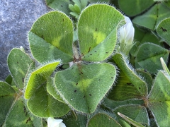 (c) nicnation, some rights reserved (CC BY) Trifolium subterraneum, photograph (c) nicnation, some rights reserved (CC BY)