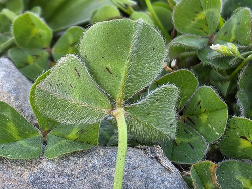 Trifolium subterraneum, photograph 3