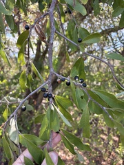 Sideroxylon lanuginosum, photograph (c) Sam Kieschnick, some rights reserved (CC BY)