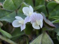 (c) nicnation, some rights reserved (CC BY) Trifolium subterraneum, photograph (c) nicnation, some rights reserved (CC BY)