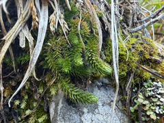 Selaginella selaginoides