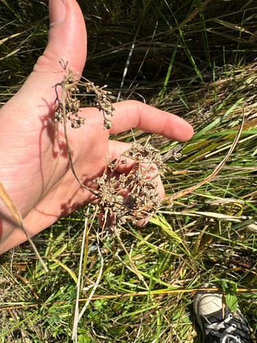 Scirpus microcarpus observed 2026-09-21