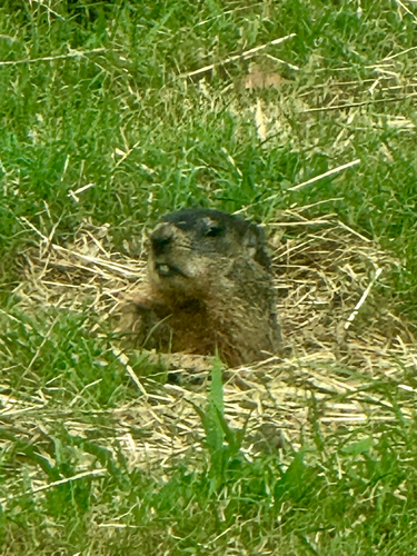 Groundhog