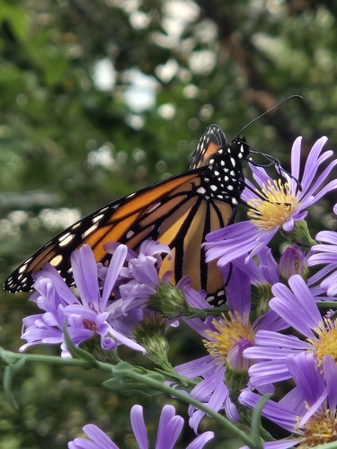 Monarch