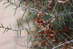 Acacia colletioides