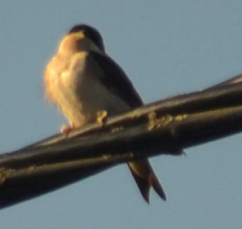 Western House Martin