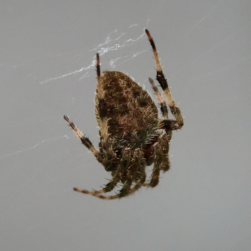 Spotted Orbweaver