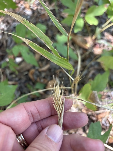 Elymus virginicus, photograph 4