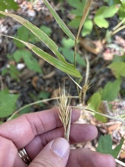(c) Sam Kieschnick, some rights reserved (CC BY) Elymus virginicus, photograph (c) Sam Kieschnick, some rights reserved (CC BY)