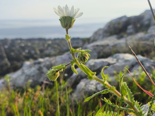 Perezia multiflora sonchifolia