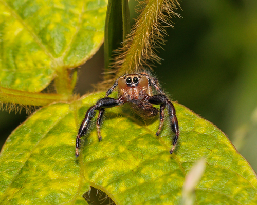 Thyene imperialis