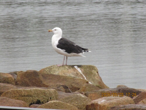 Great Black-backed Gull