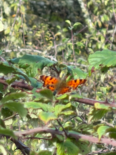 European Comma