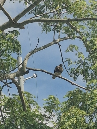 Red-tailed Hawk