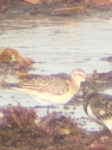 Curlew Sandpiper