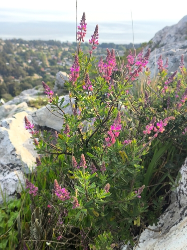Monnina cuneata
