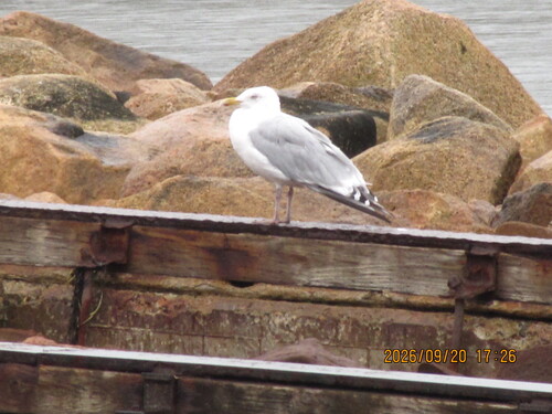 American Herring Gull