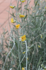 Crotalaria eremaea