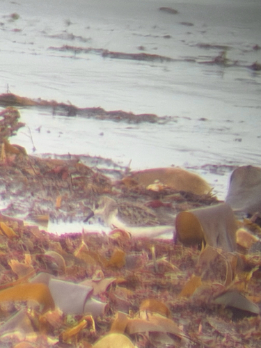 Semipalmated Sandpiper