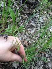Vicia tenuifolia