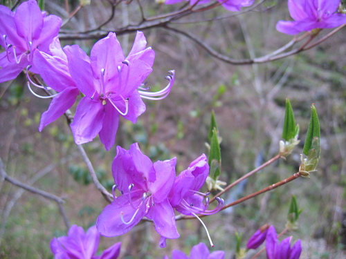 Variety Rhododendron dilatatum dilatatum · iNaturalist