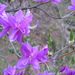 Rhododendron dilatatum dilatatum - Photo (c) Σ64, algunos derechos reservados (CC BY-SA)