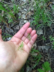 Vicia tenuifolia