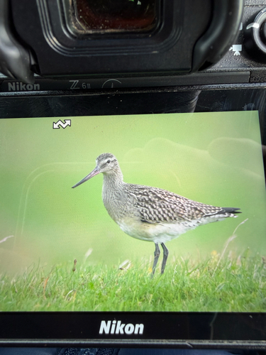 Bar-tailed Godwit