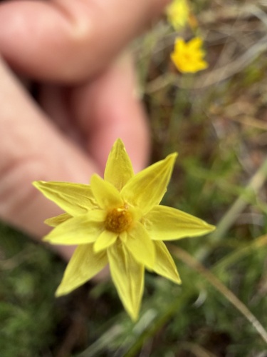 Hyalosperma glutinosum, 2026-09-21