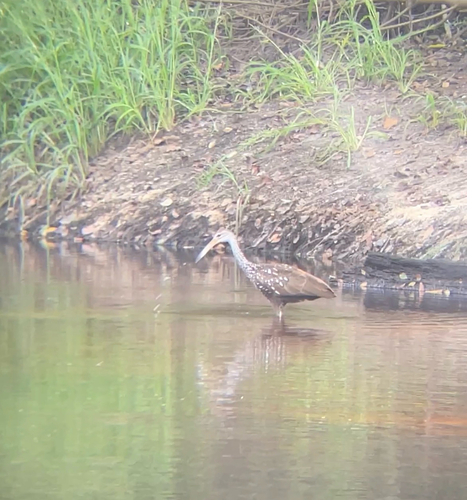 Limpkin