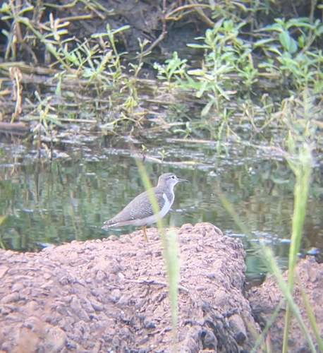 Spotted Sandpiper