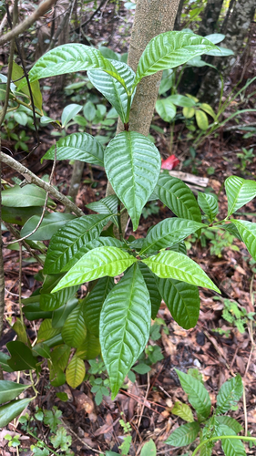 Shiny-leaved Wild Coffee
