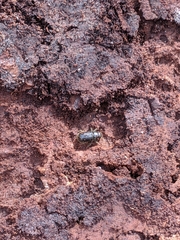 Dendroctonus rufipennis