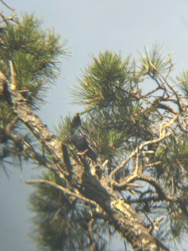 European Starling