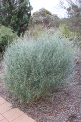 Crotalaria eremaea