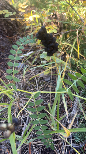 Chickpea Milkvetch