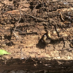 Bipalium pennsylvanicum