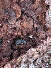 Dendroctonus rufipennis