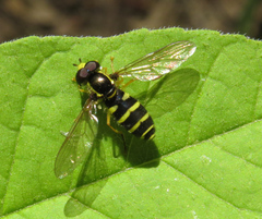 Xanthogramma flavipes